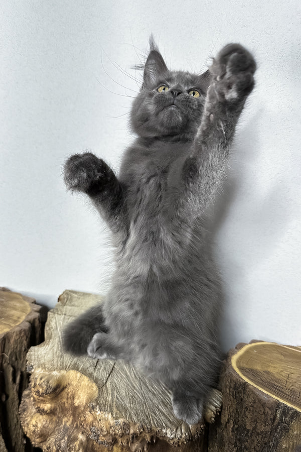 Octavia | Maine Coon Kitten