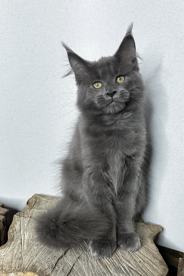 Octavia | Maine Coon Kitten