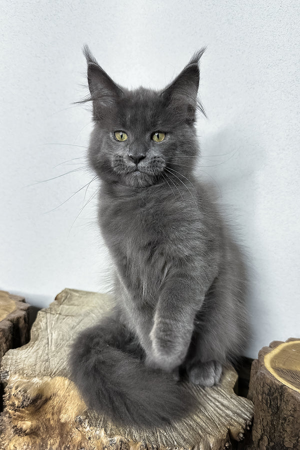 Octavia | Maine Coon Kitten