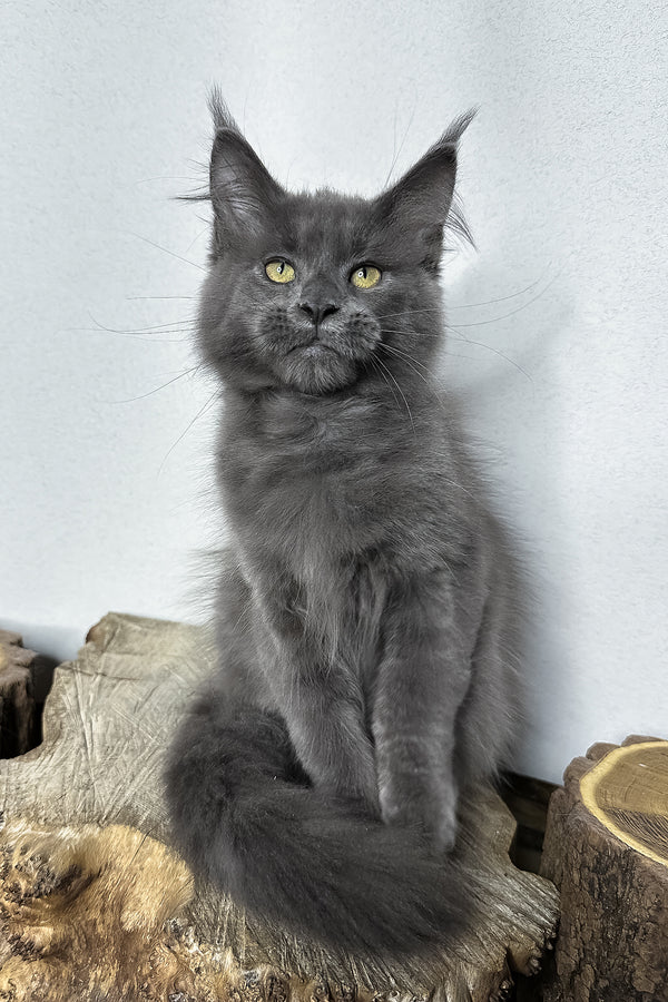 Octavia | Maine Coon Kitten
