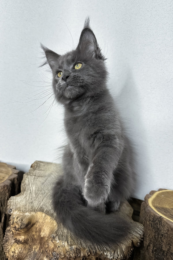 Octavia | Maine Coon Kitten