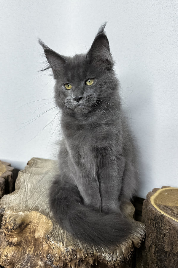 Octavia | Maine Coon Kitten