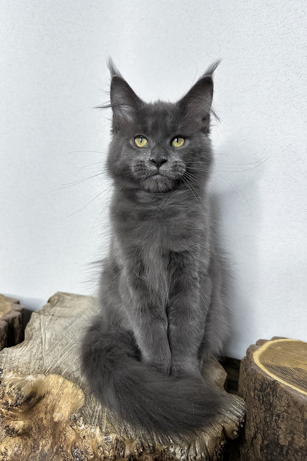 Octavia | Maine Coon Kitten