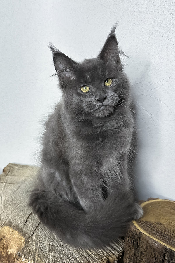 Octavia | Maine Coon Kitten