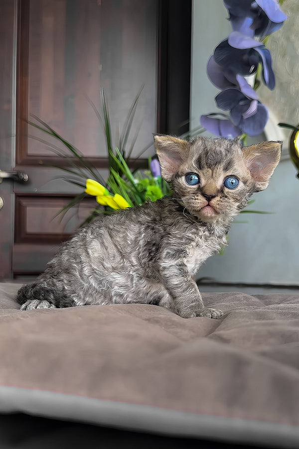 Ostin | Devon Rex Kitten