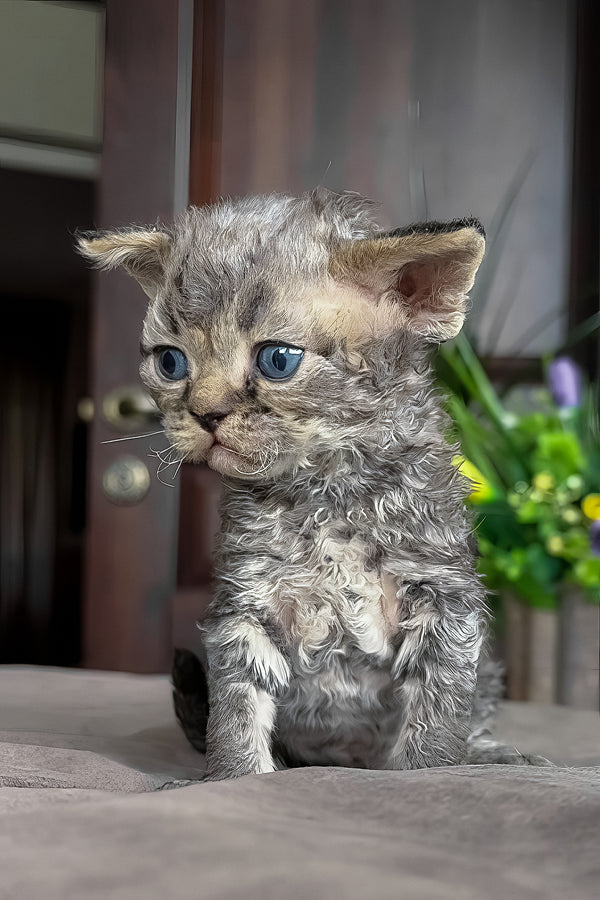 Ostin | Devon Rex Kitten