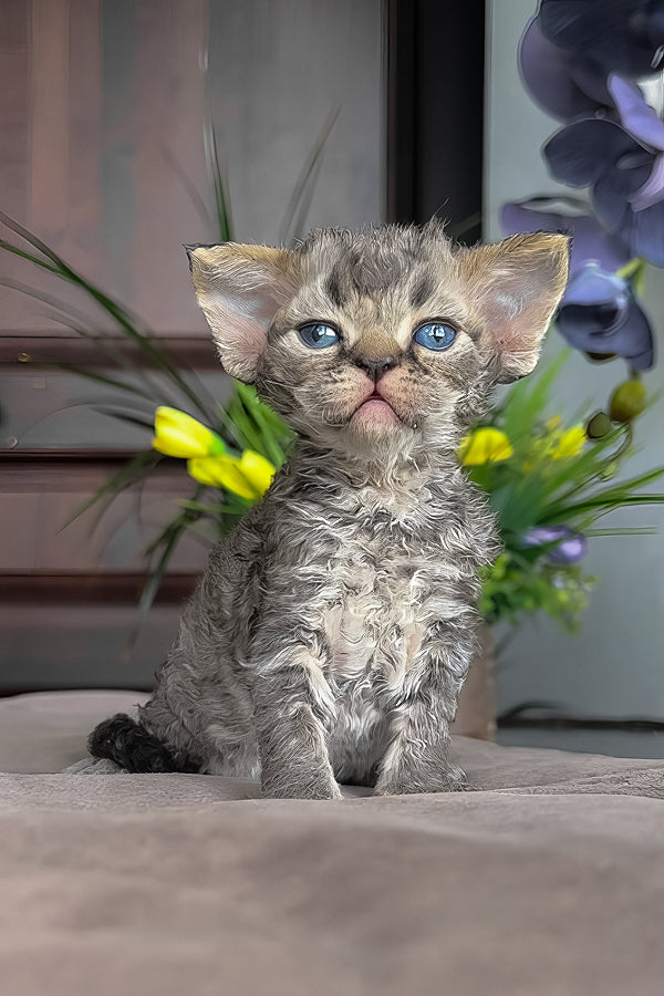 Ostin | Devon Rex Kitten