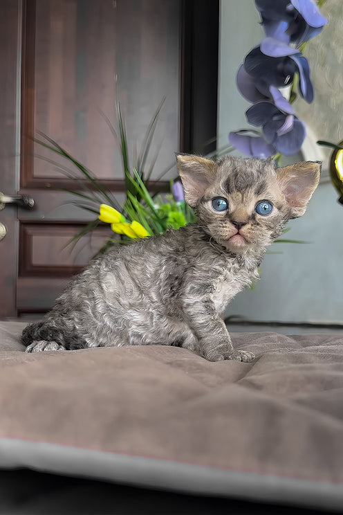 Ostin | Devon Rex Kitten