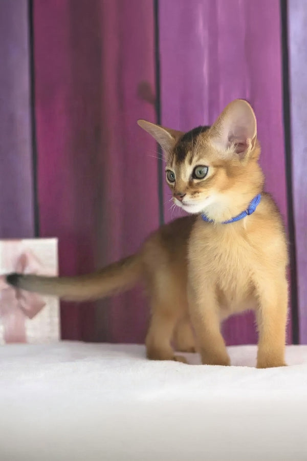 Xenix | Abyssinian Kitten