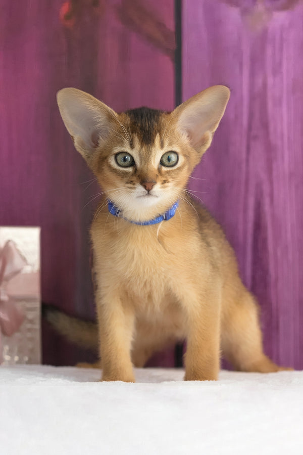 Xenix | Abyssinian Kitten