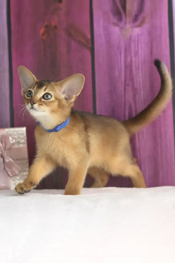 Xenix | Abyssinian Kitten