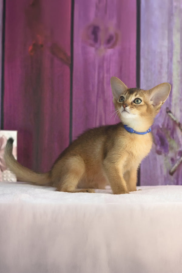 Xenix | Abyssinian Kitten