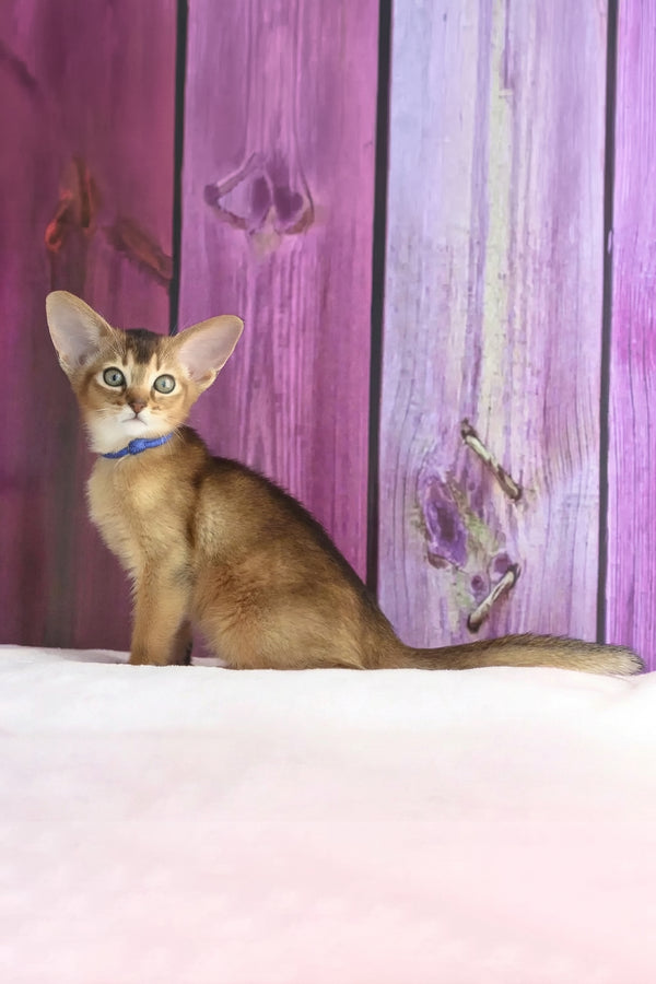 Xenix | Abyssinian Kitten