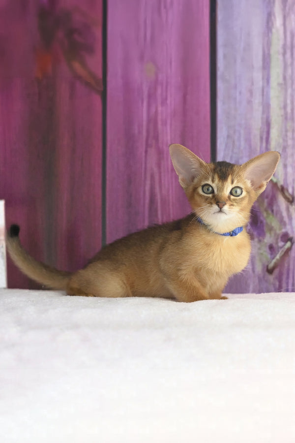 Xenix | Abyssinian Kitten