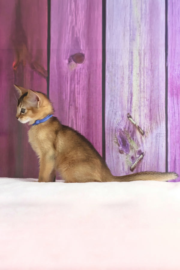 Xenix | Abyssinian Kitten