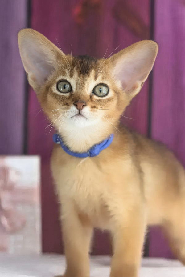 Xenix | Abyssinian Kitten