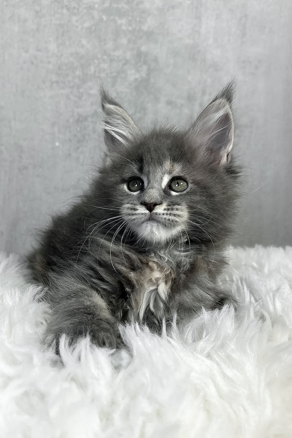Piper maine coon kitten with fluffy gray fur and striking green eyes resting on a soft white rug perfect for purebred kitties