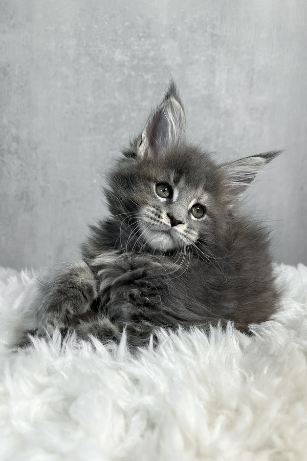 Piper maine coon kitten resting on soft white fur blanket fluffy gray purebred kitties with striking green eyes