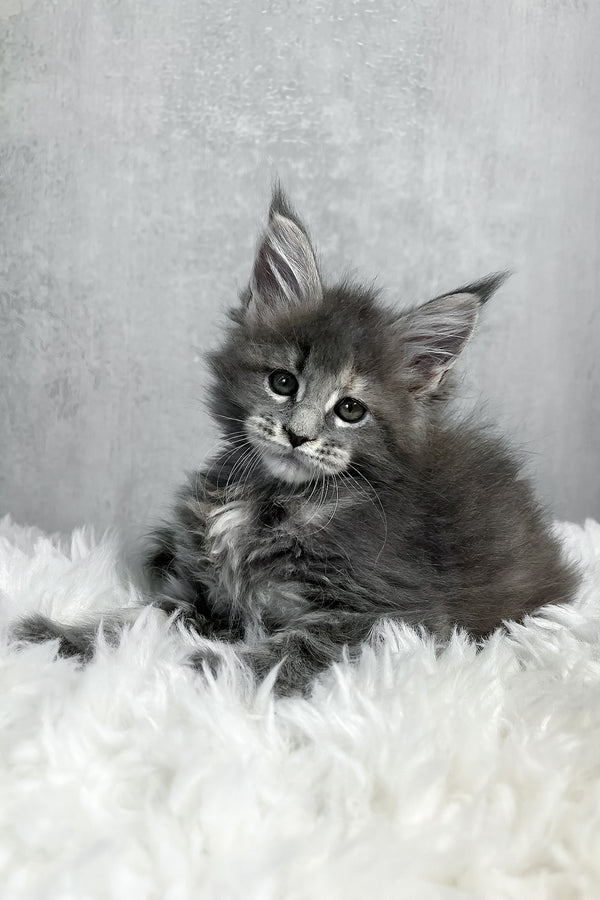 A fluffy gray maine coon kitten with green eyes sits on a soft white rug showcasing purebred kitties charm