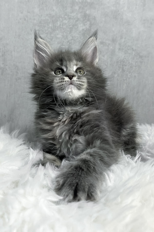 Fluffy gray maine coon kitten piper with striking green eyes resting on soft white rug purebred kitties charm