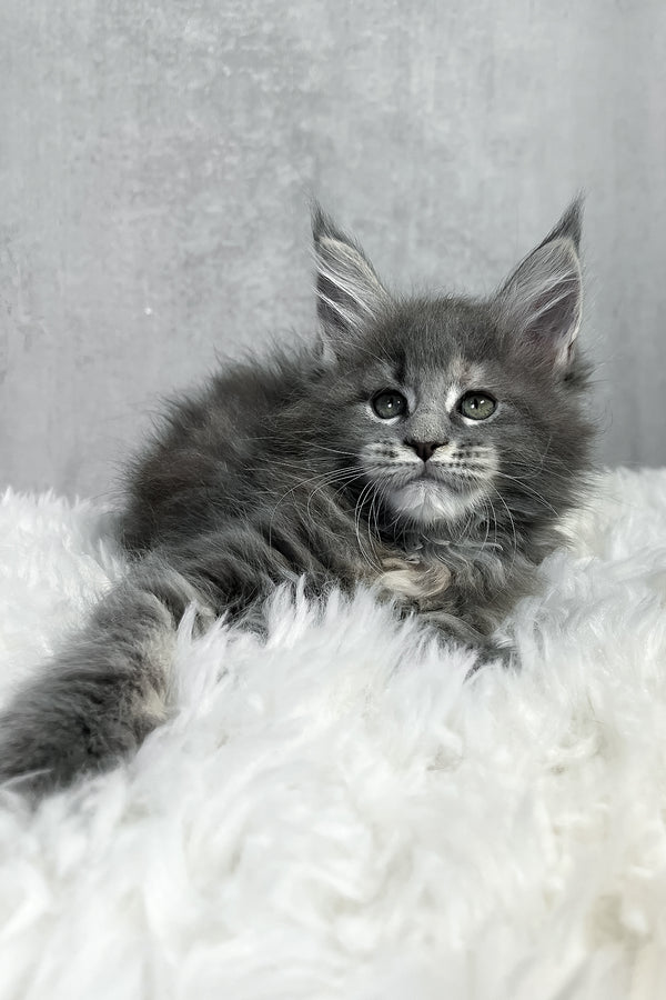 Piper maine coon kitten with fluffy gray fur and striking green eyes resting on a soft white rug purebred kitties