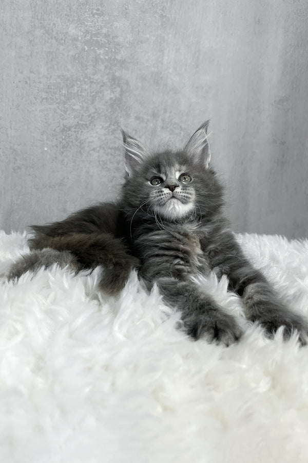 A fluffy gray maine coon kitten with green eyes lounges on a soft white rug perfect for purebred kitties fans