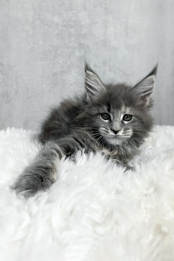 A fluffy gray maine coon kitten with green eyes and long ears resting on a soft white rug for purebred kitties fans