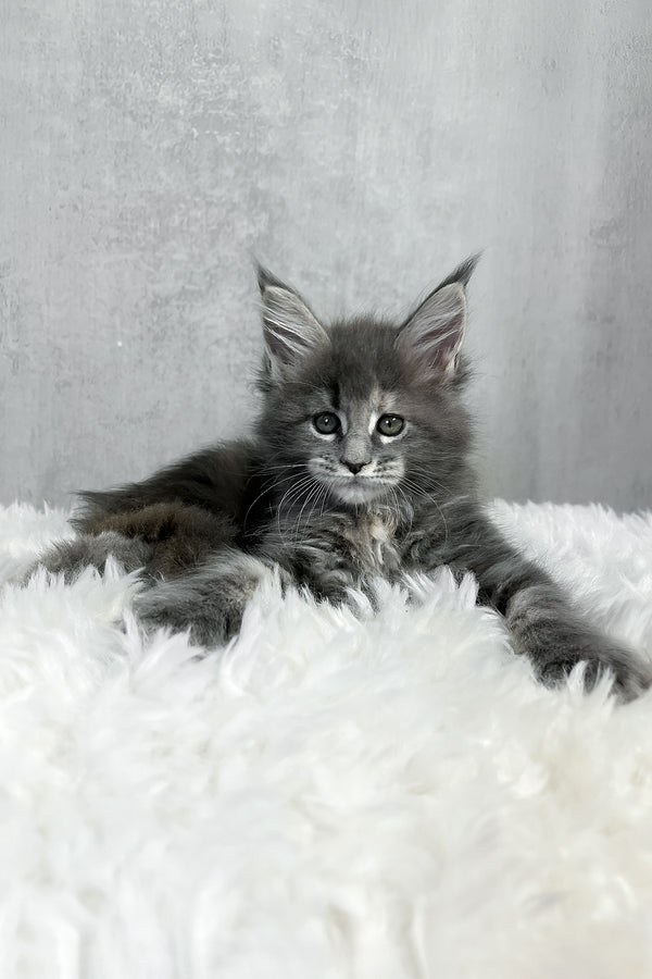 A fluffy gray maine coon kitten with green eyes and long ears resting on a soft white rug purebred kitties