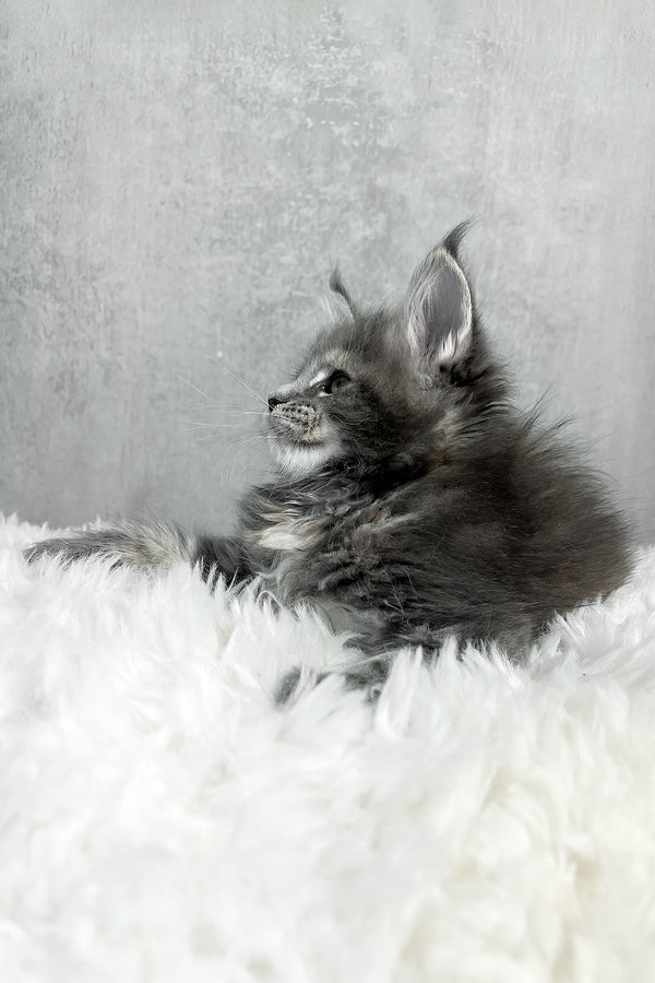 A fluffy gray maine coon kitten with long ears and a soft white chest resting on a plush white rug perfect for purebred kitties