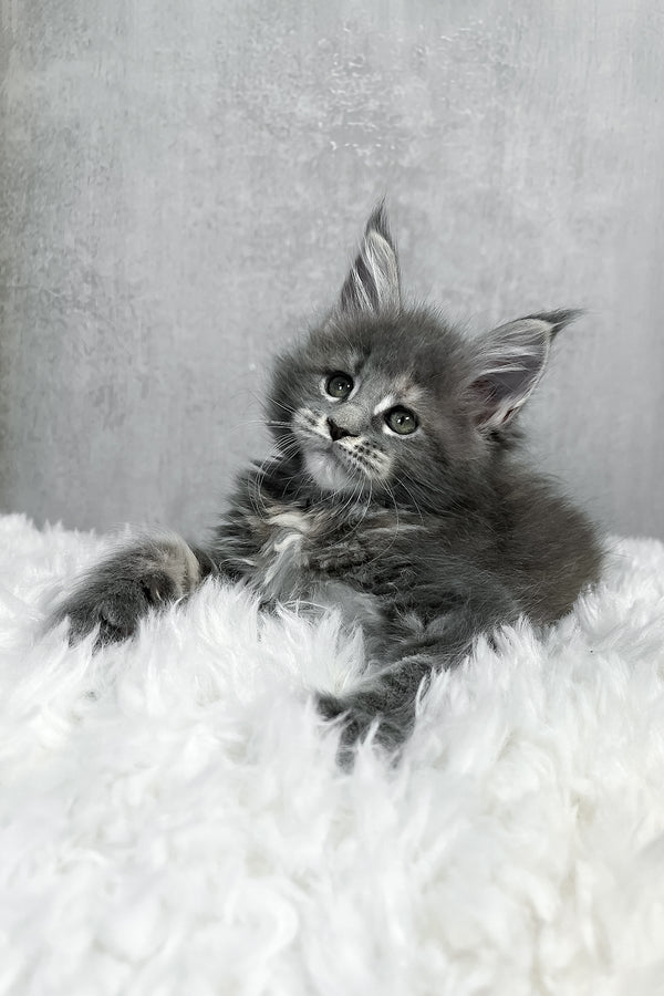 Piper maine coon kitten with fluffy gray fur and green eyes resting on soft white textured surface purebred kitties