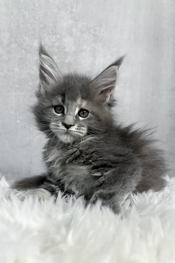 Fluffy gray maine coon kitten with green eyes and tufted ears sitting on soft white textured surface purebred kitties