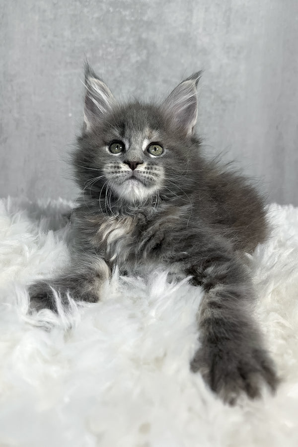 A fluffy gray maine coon kitten with green eyes and tufted ears resting on a soft white rug perfect for purebred kitties