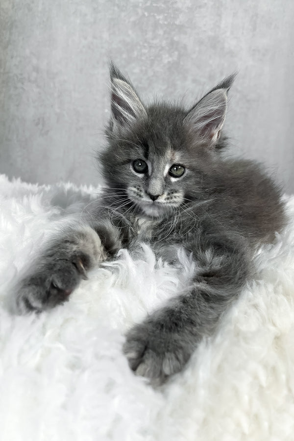 A fluffy gray maine coon kitten with striking green eyes resting on a soft white surface perfect for purebred kitties