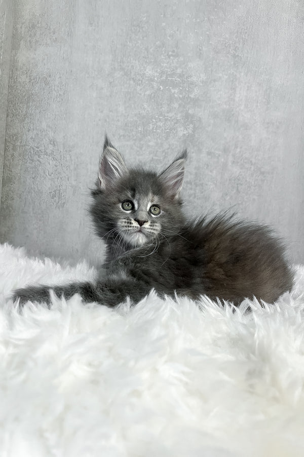 A fluffy gray maine coon kitten named piper with green eyes resting on a soft white fur rug perfect for purebred kitties fans