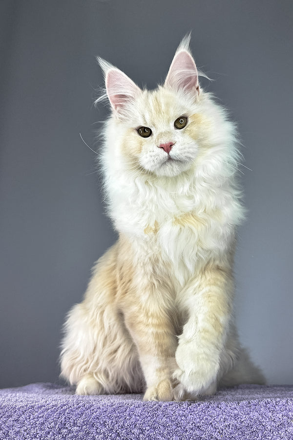 Plombir | Maine Coon Kitten