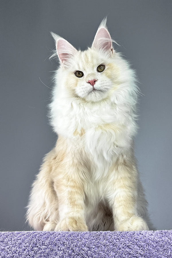 Plombir | Maine Coon Kitten