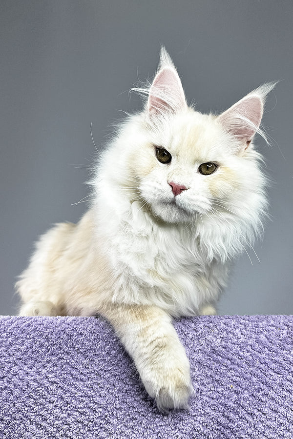 Plombir | Maine Coon Kitten