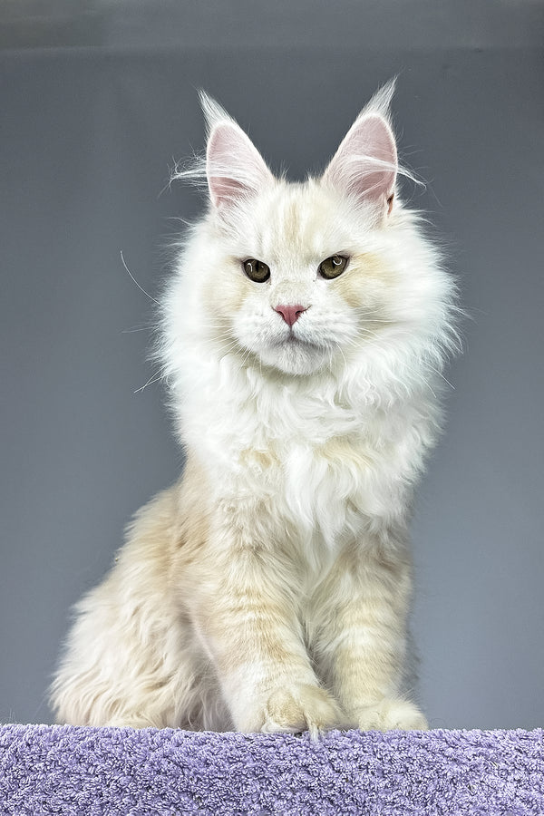 Plombir | Maine Coon Kitten