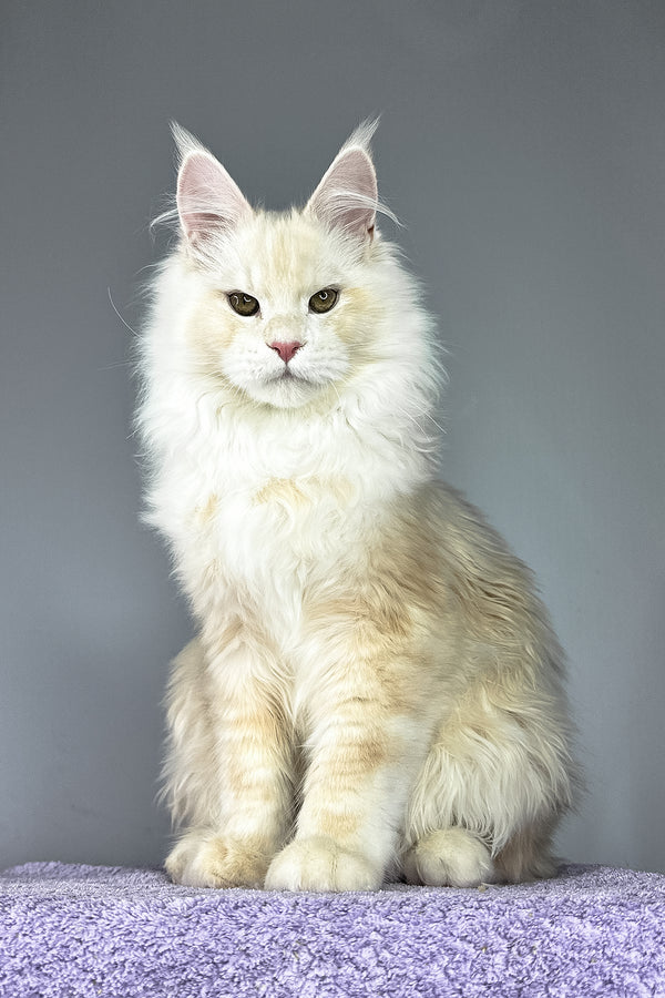 Plombir | Maine Coon Kitten