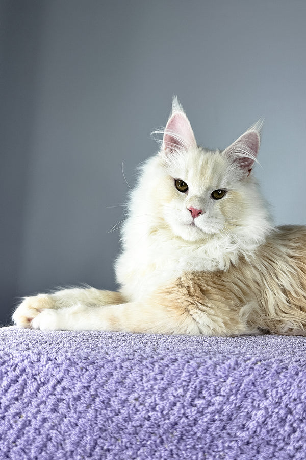 Plombir | Maine Coon Kitten