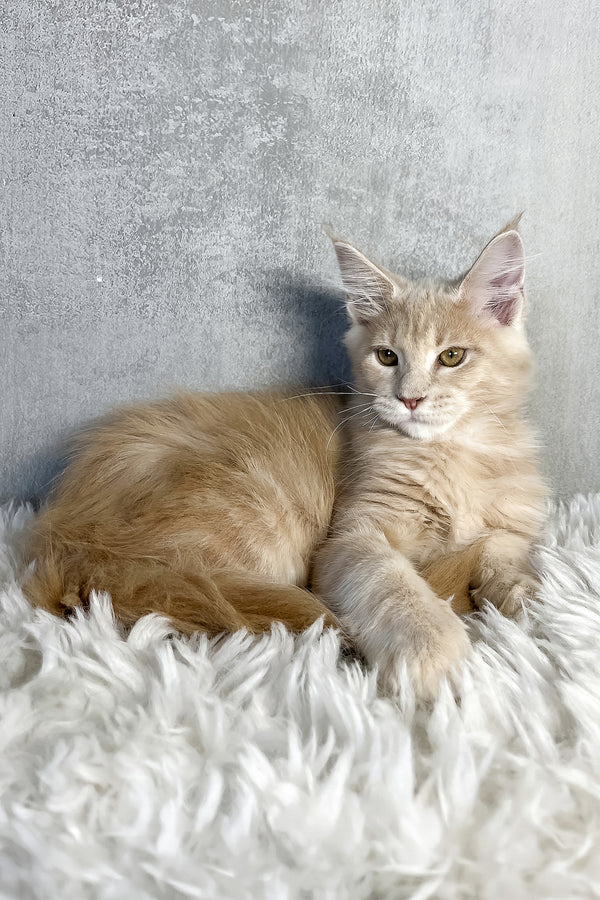 Pollo | Maine Coon Kitten