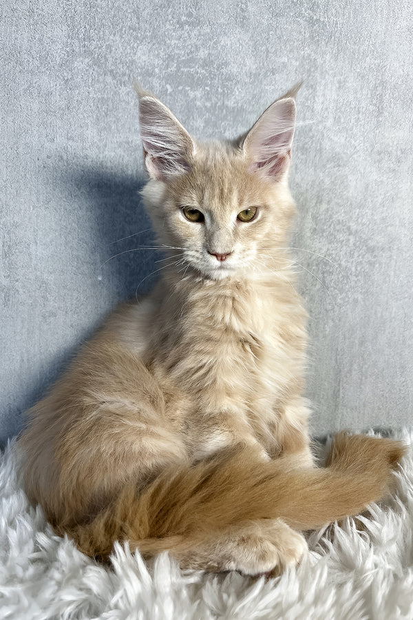 Pollo | Maine Coon Kitten