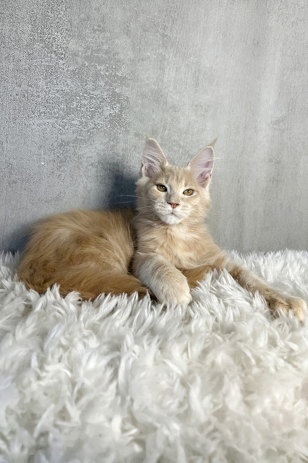Pollo | Maine Coon Kitten