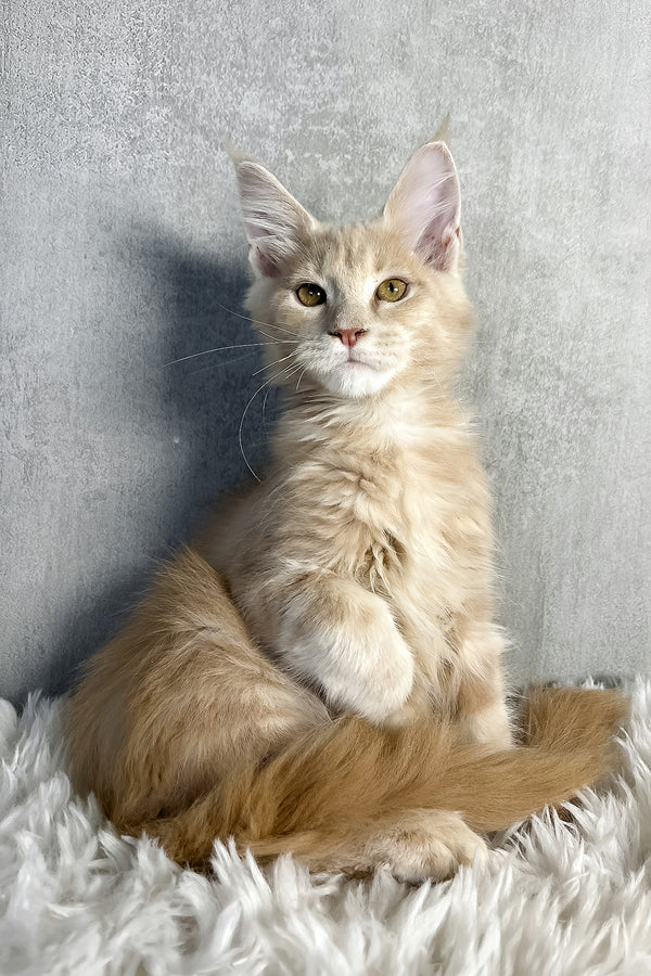 Pollo | Maine Coon Kitten