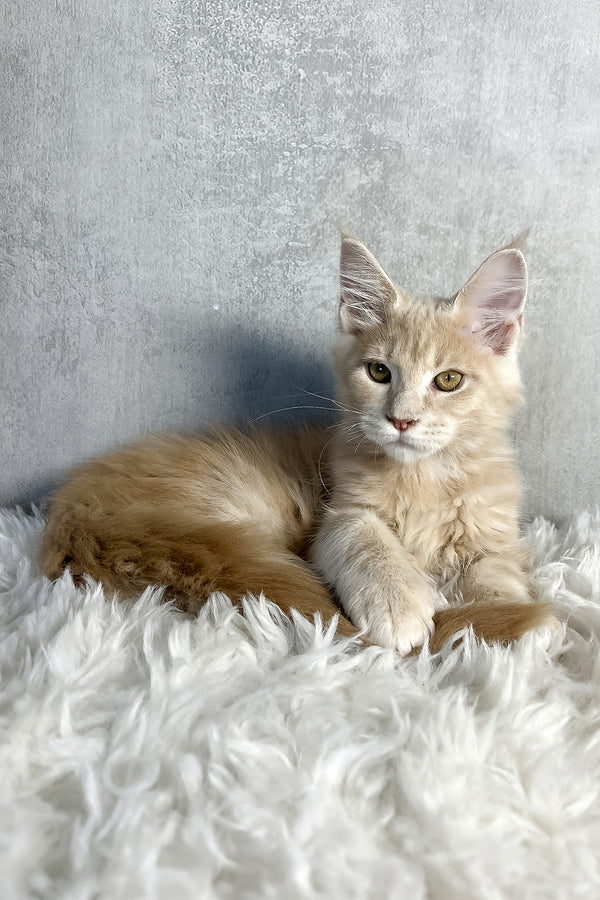 Pollo | Maine Coon Kitten