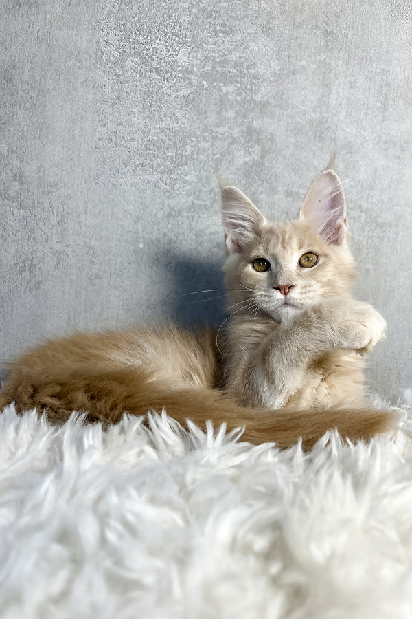 Pollo | Maine Coon Kitten