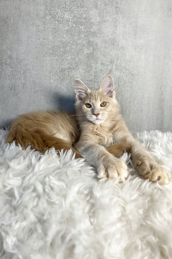 Pollo | Maine Coon Kitten