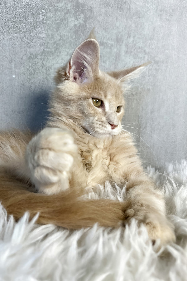 Pollo | Maine Coon Kitten