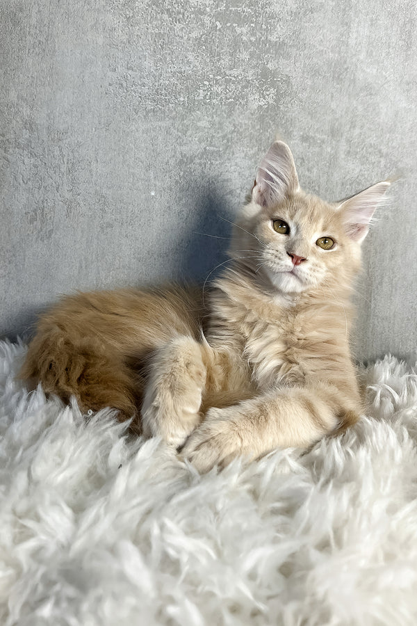 Pollo | Maine Coon Kitten