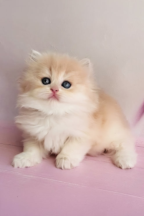 Princess | British Longhair Kitten